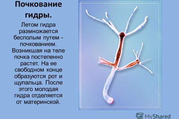 Кракен зеркало сегодня