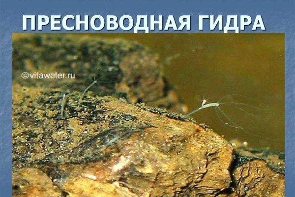 Как найти кракен в торе
