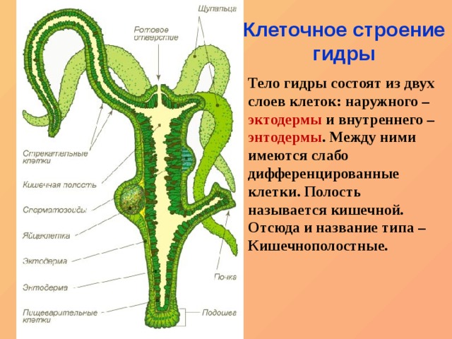 Актуальные ссылки на кракен тор