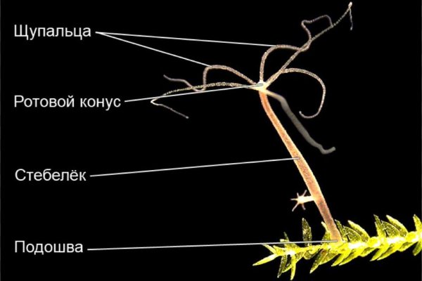 Кракен стор